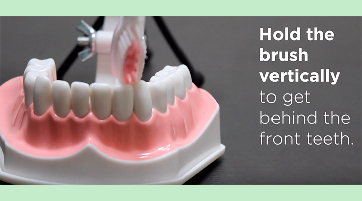 Hold the brush vertically to get behind the front teeth.